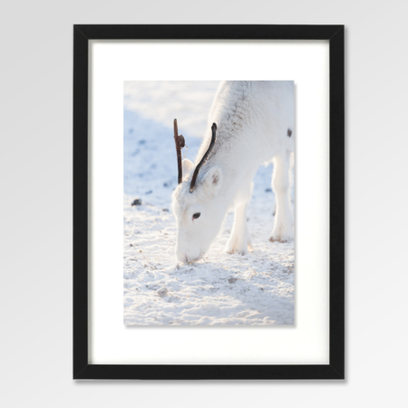 white reindeer